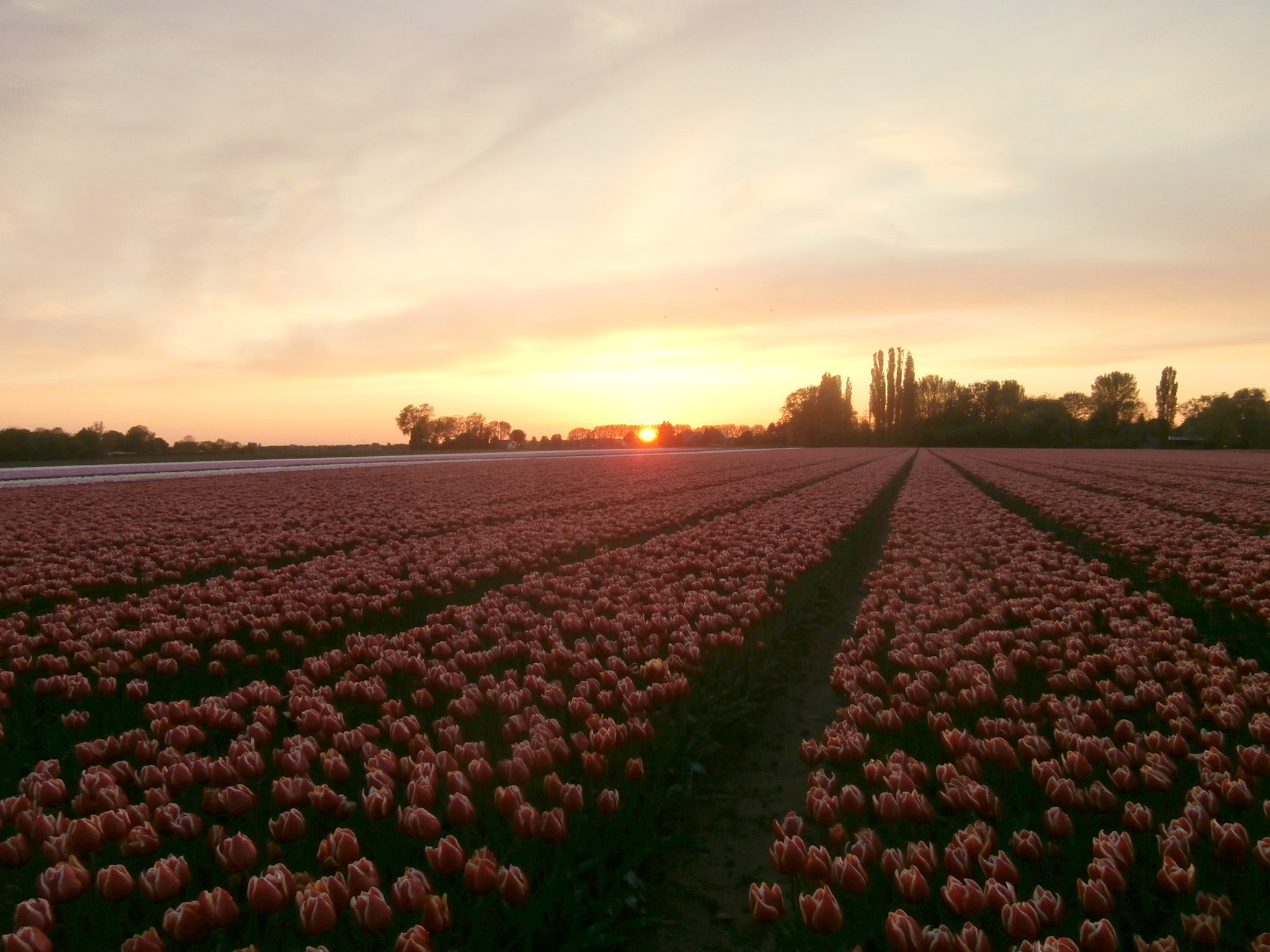 Olympus VR340,D750 sample photo. Tulips by night photography