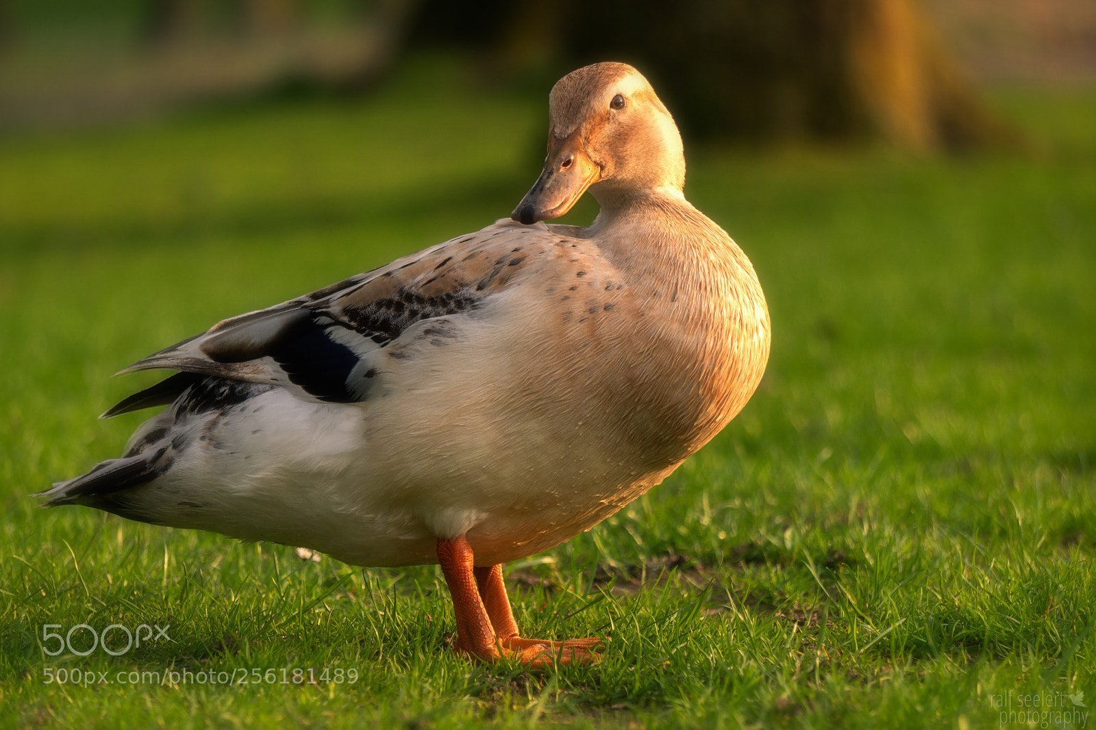 Sony a6500 sample photo. Lady duck in sunset photography