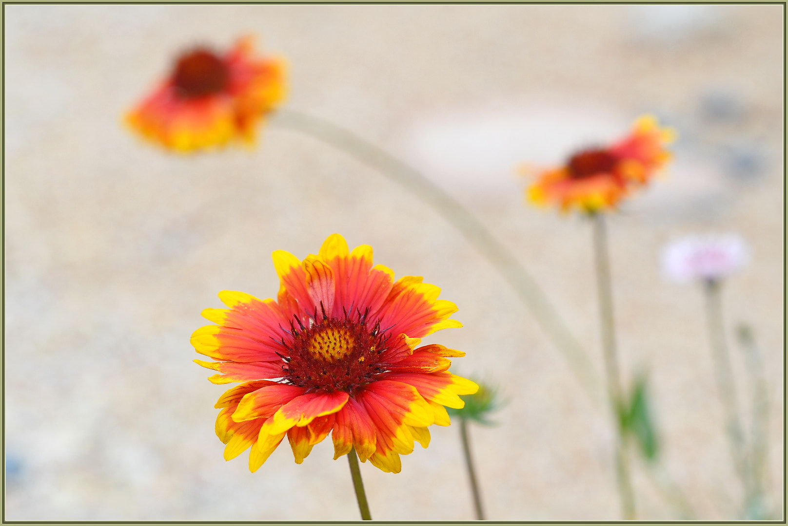 Sigma 105mm F2.8 EX DG OS HSM sample photo. Happy blooms photography