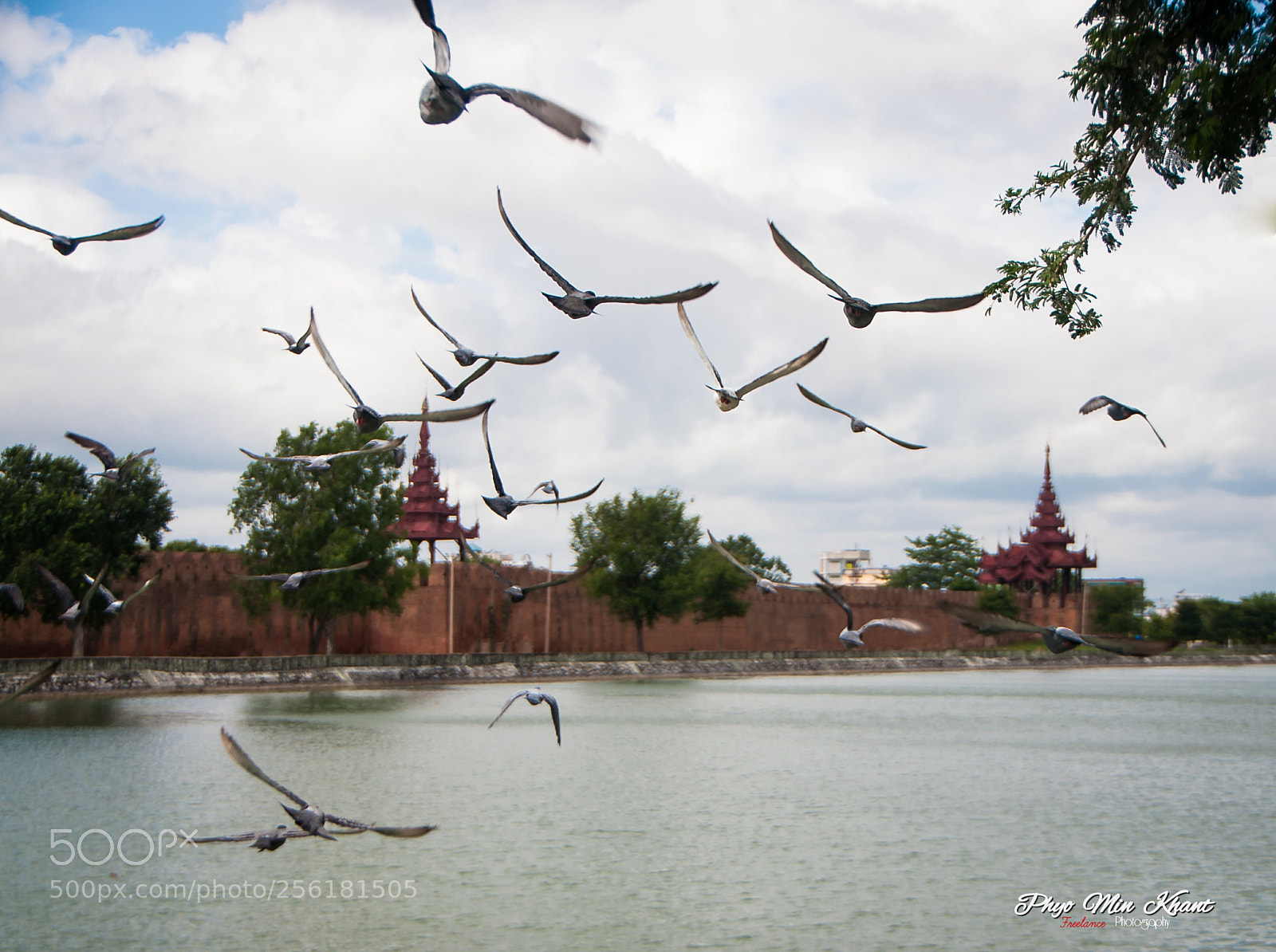 Nikon D90 sample photo. Fly photography