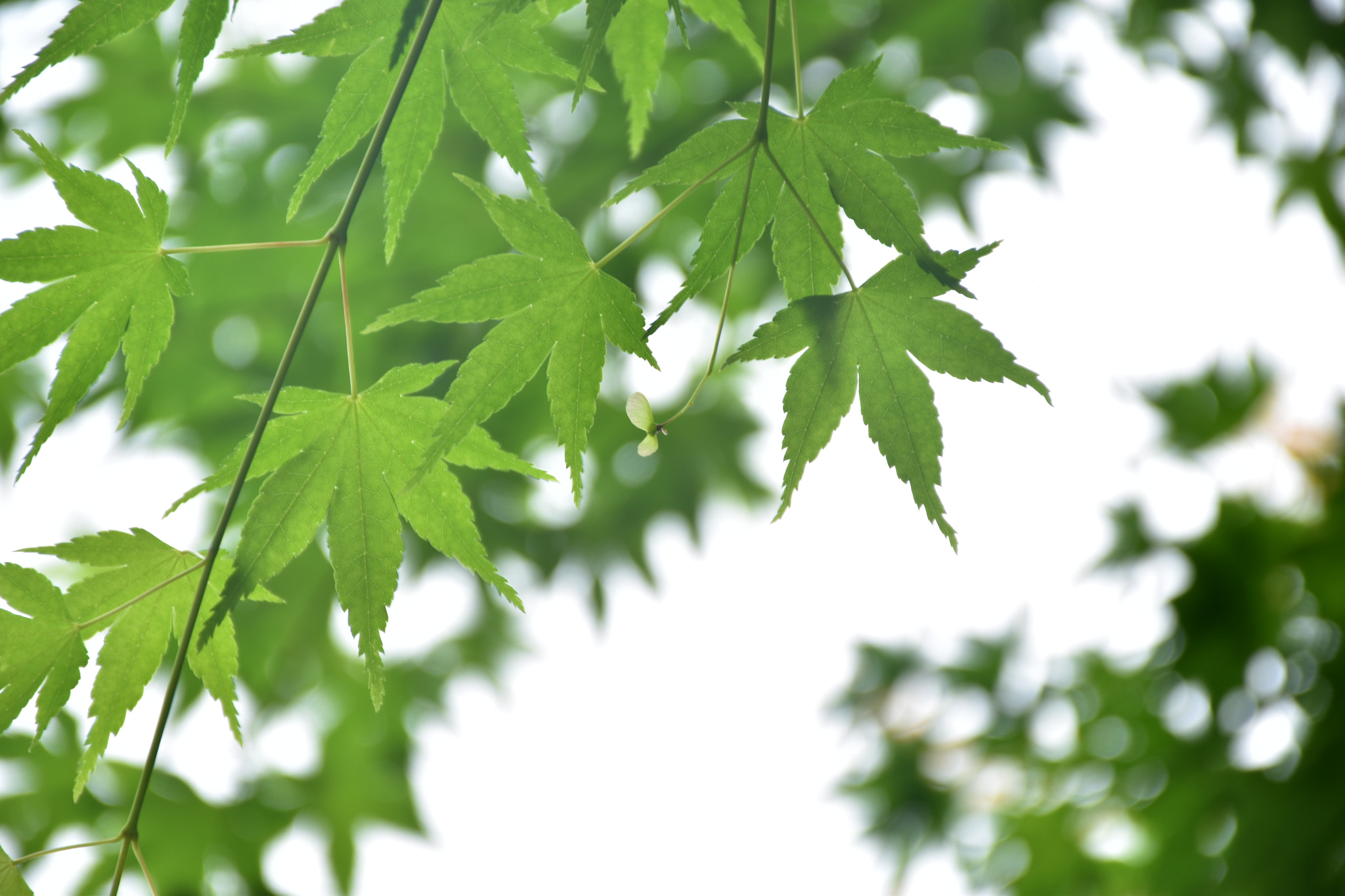 Nikon D5600 sample photo