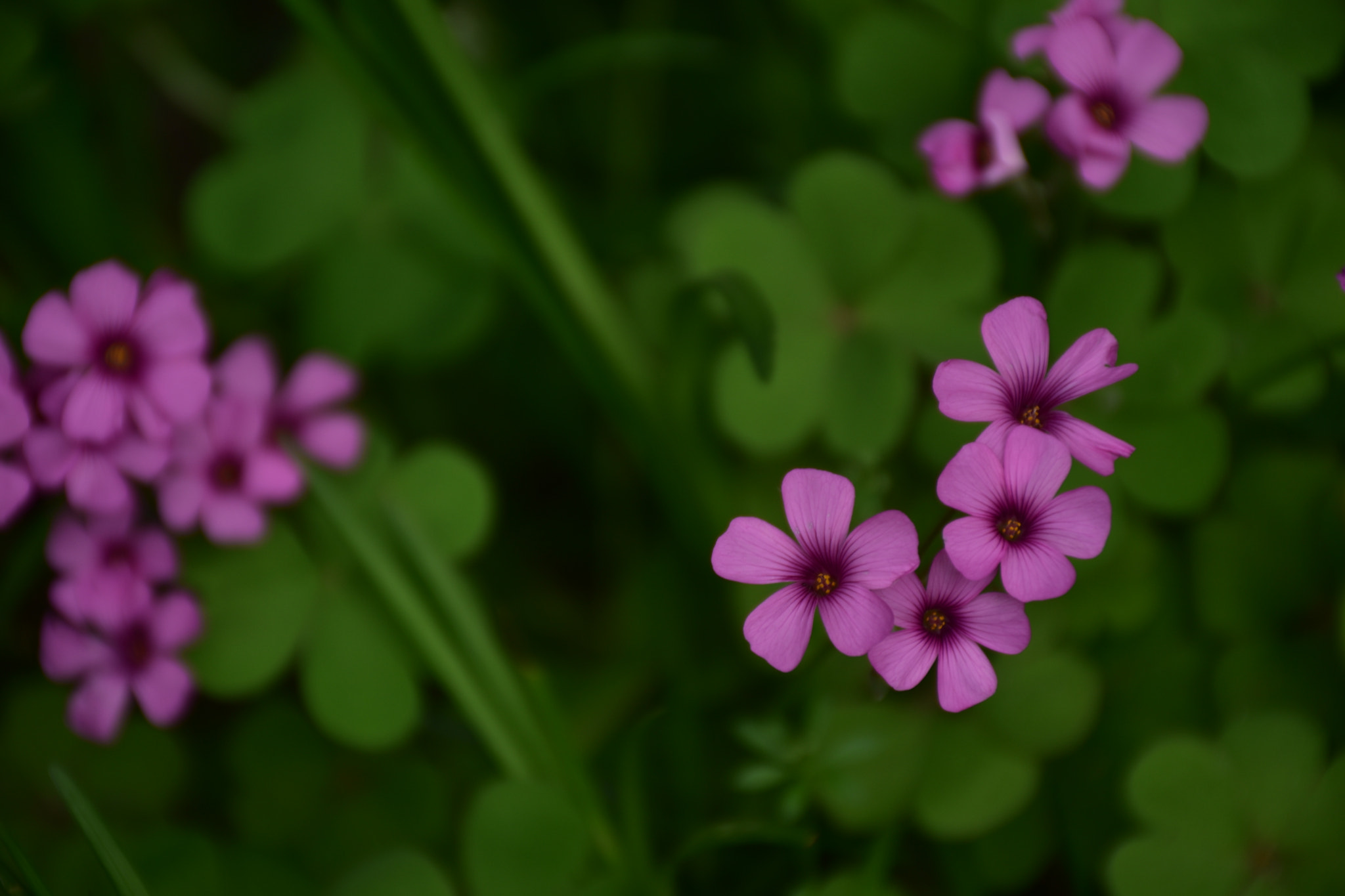 Nikon D5600 sample photo