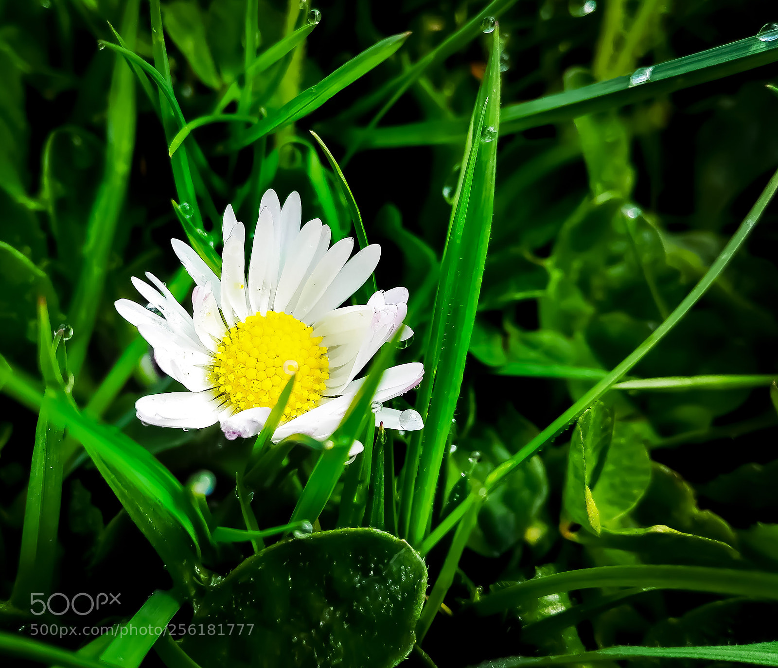 HUAWEI P8 Lite sample photo. Daisy photography