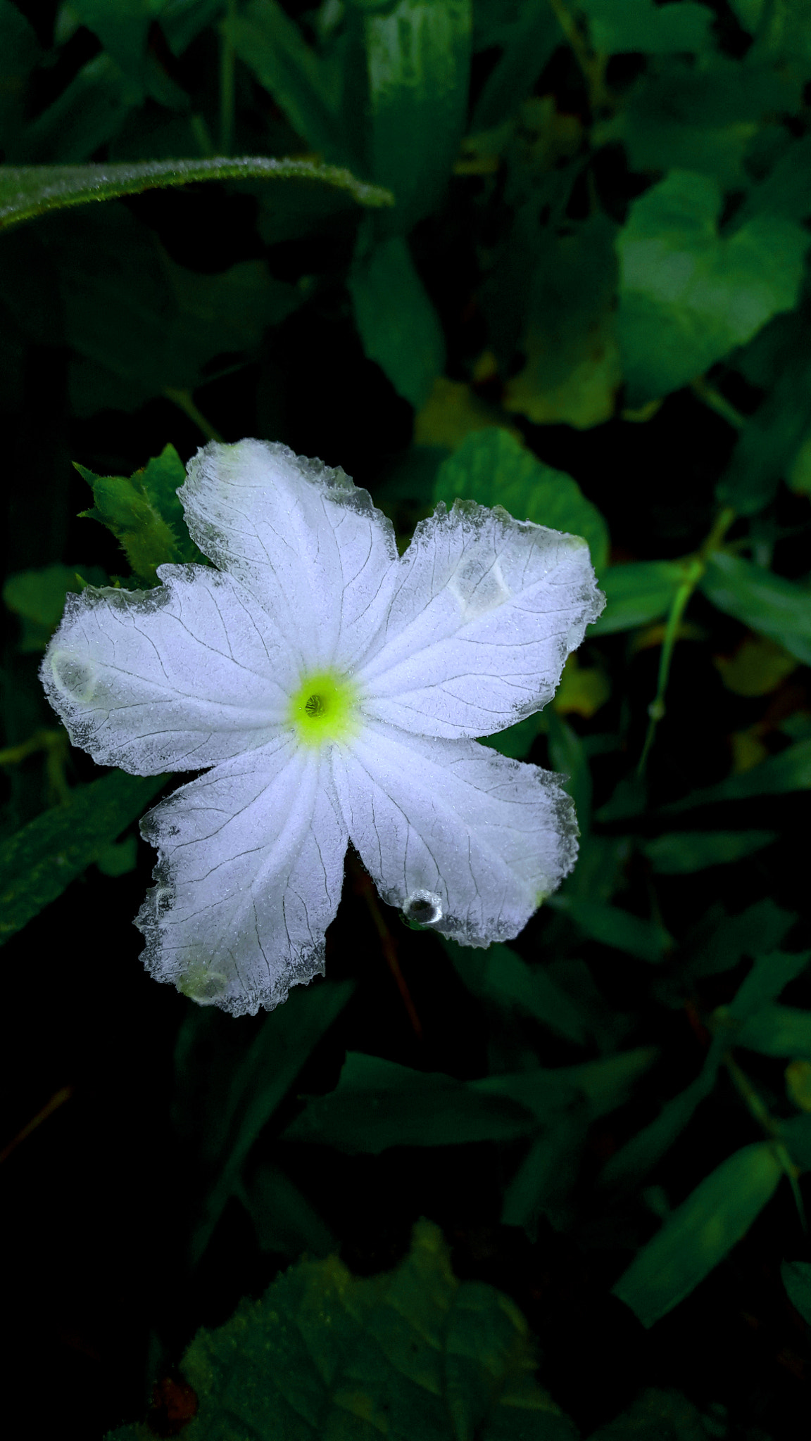 Samsung Galaxy J7 Neo sample photo. White photography