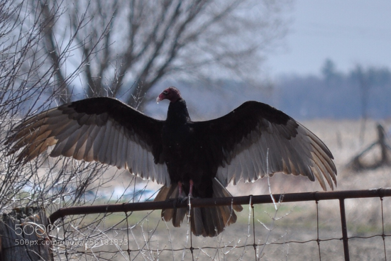 Nikon D5000 sample photo. Make my day  photography