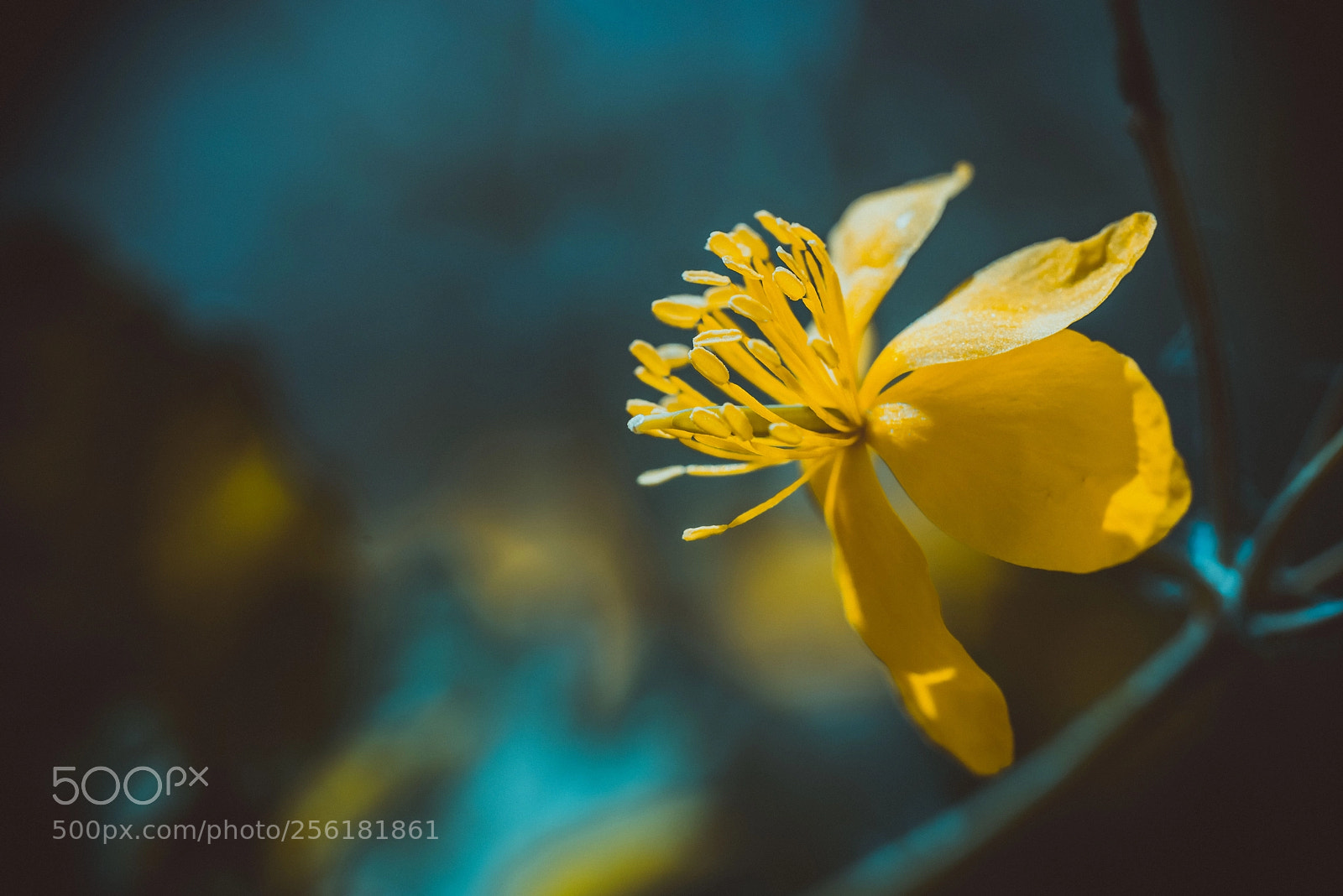Nikon D750 sample photo. Yellow photography