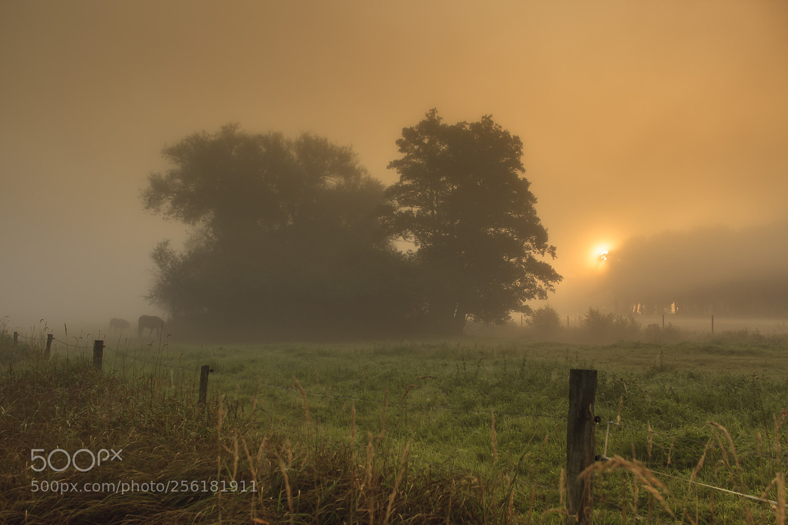 Canon EOS 40D sample photo. Early morning photography