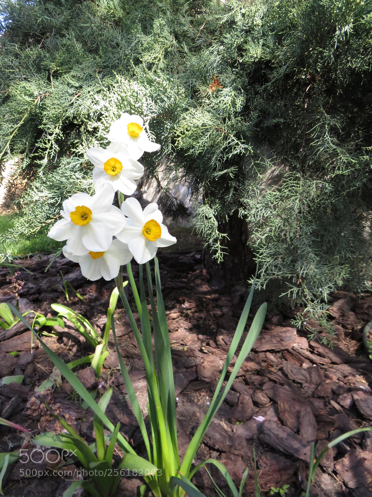 Canon PowerShot SX50 HS sample photo. Narcissus  photography