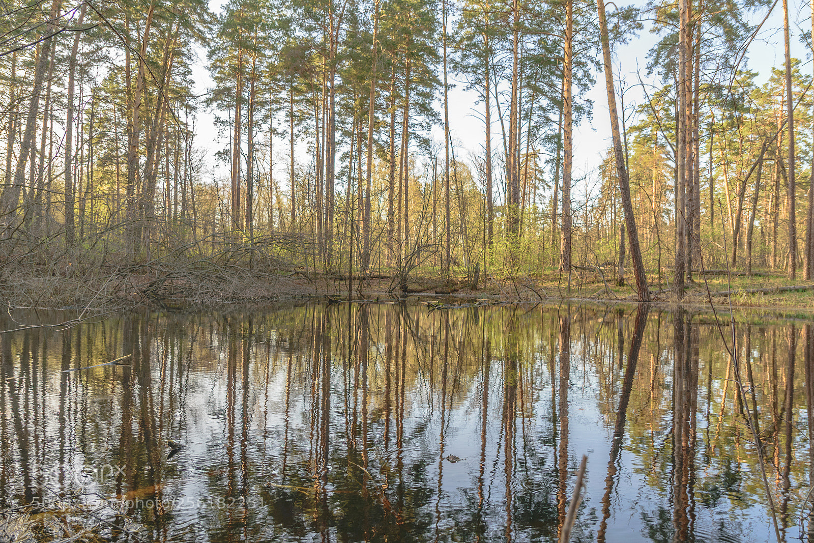 Nikon D5300 sample photo. Усманский бор 7 photography