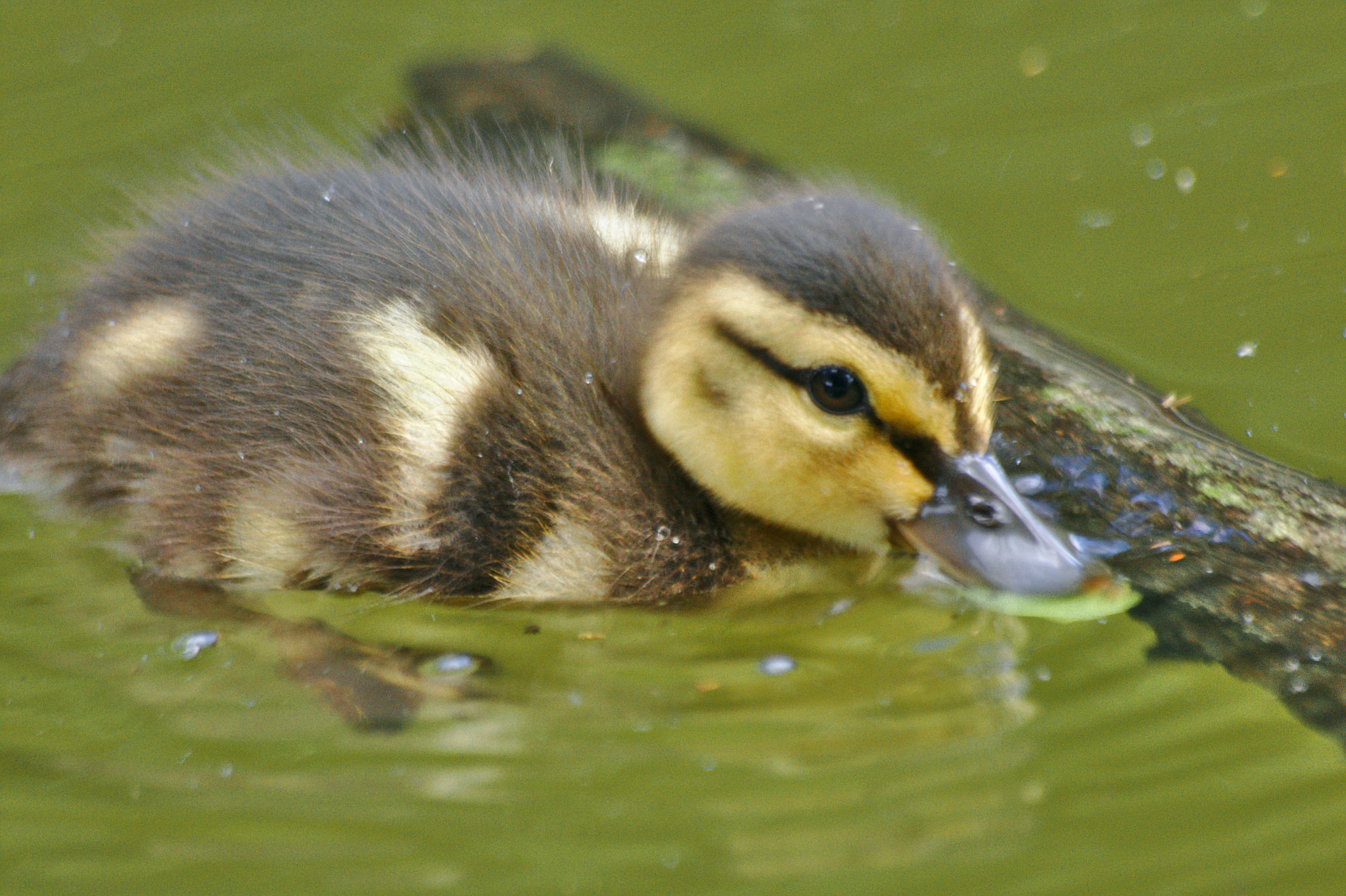 Canon EOS 550D (EOS Rebel T2i / EOS Kiss X4) + Sigma 70-300mm F4-5.6 APO DG Macro sample photo. Duckling photography