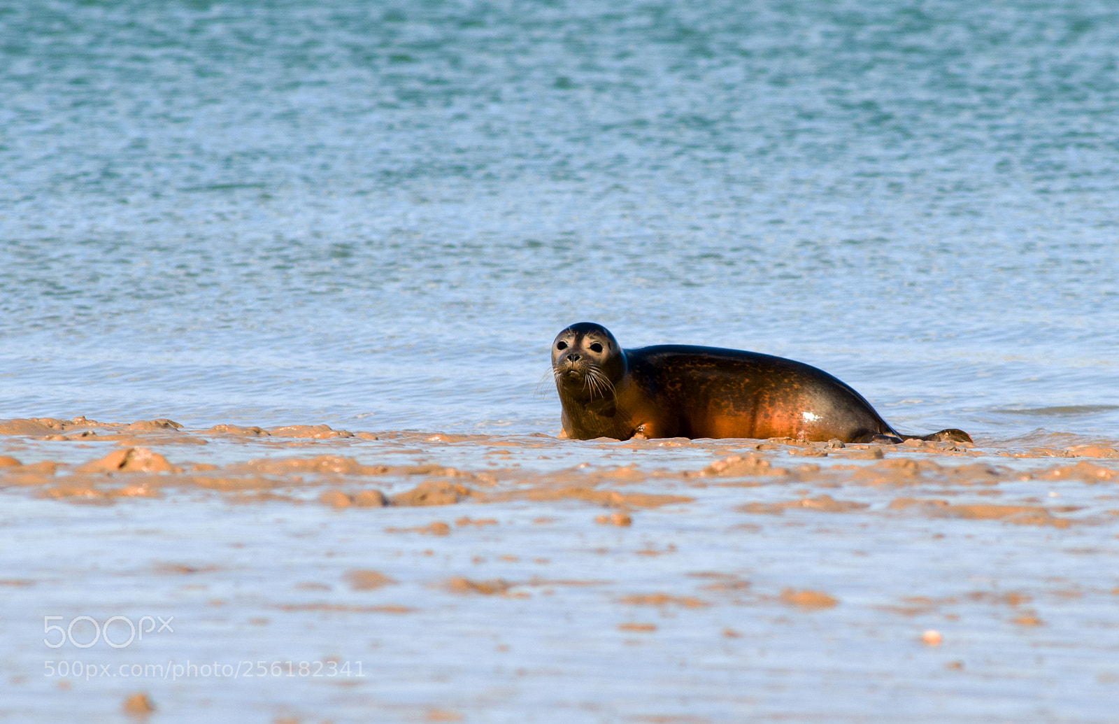 Nikon D300 sample photo. Common harbour seal photography