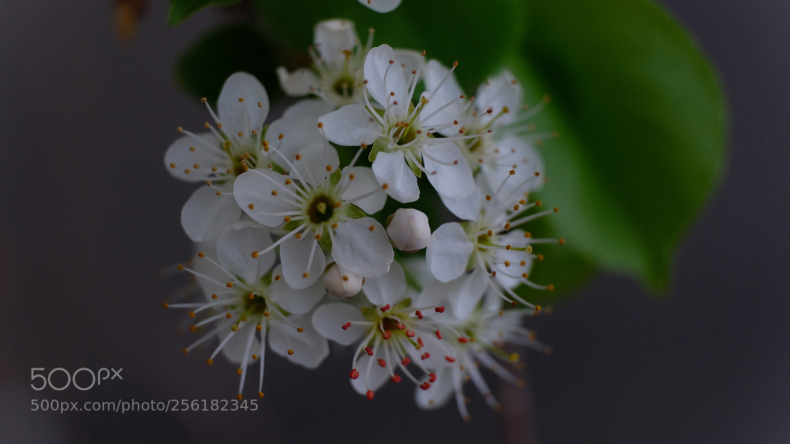 Fujifilm X-T2 sample photo. Flowers photography