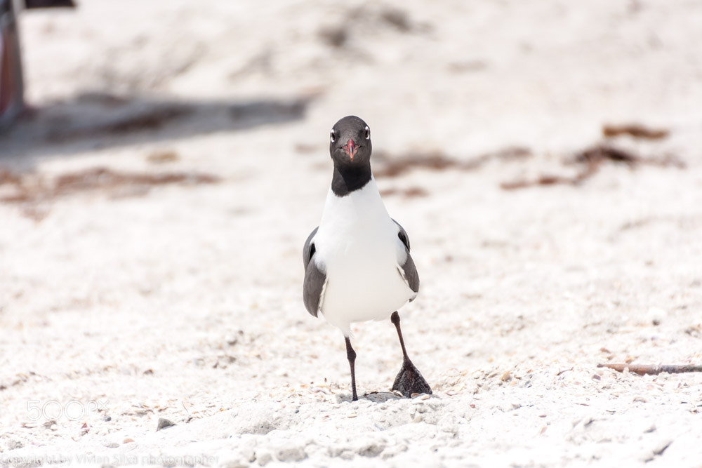 Canon EOS 40D sample photo. Laughing gull photography