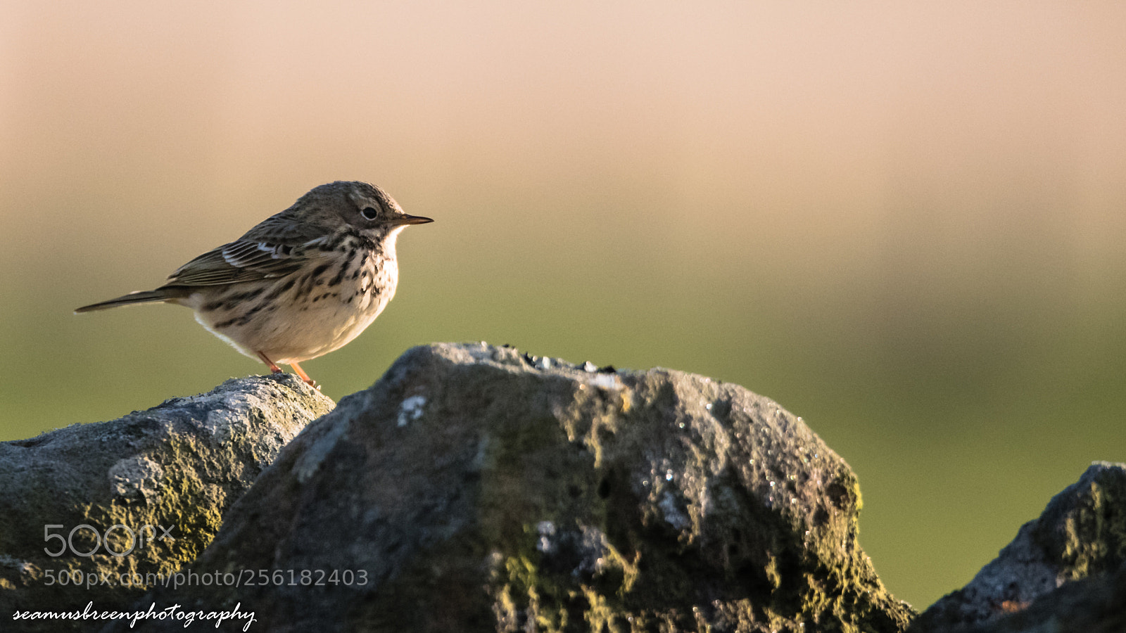 Nikon D850 sample photo. Meadow pipit in evening photography