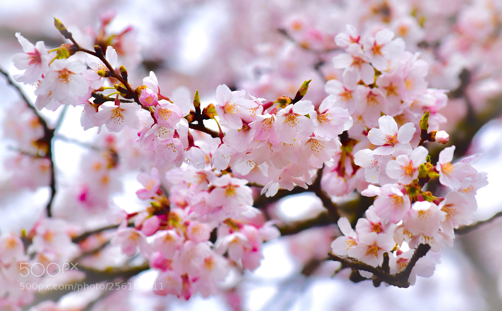 Nikon D5300 sample photo. Refreshers vii photography