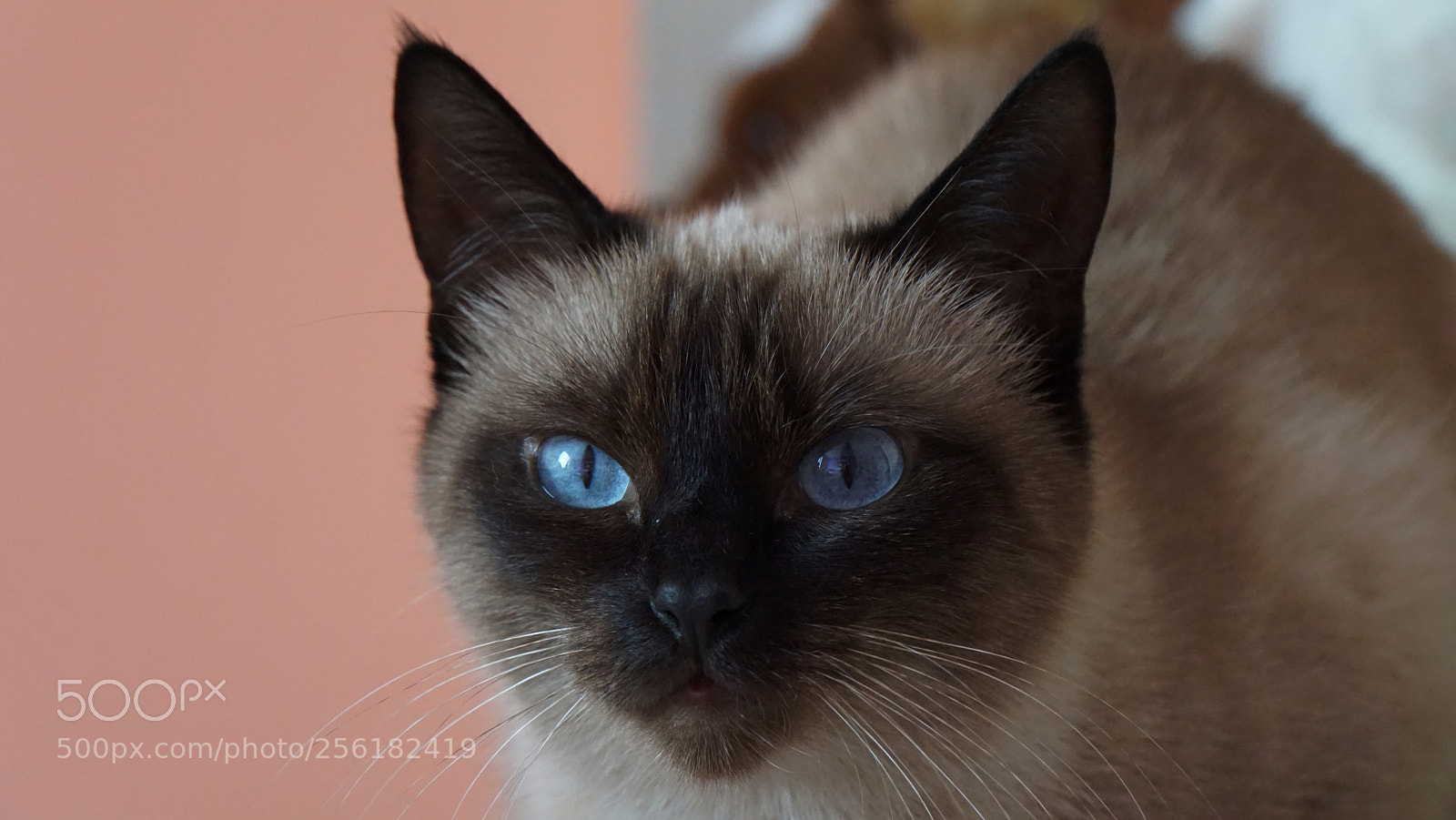 Sony a6000 sample photo. Siamese cat photography