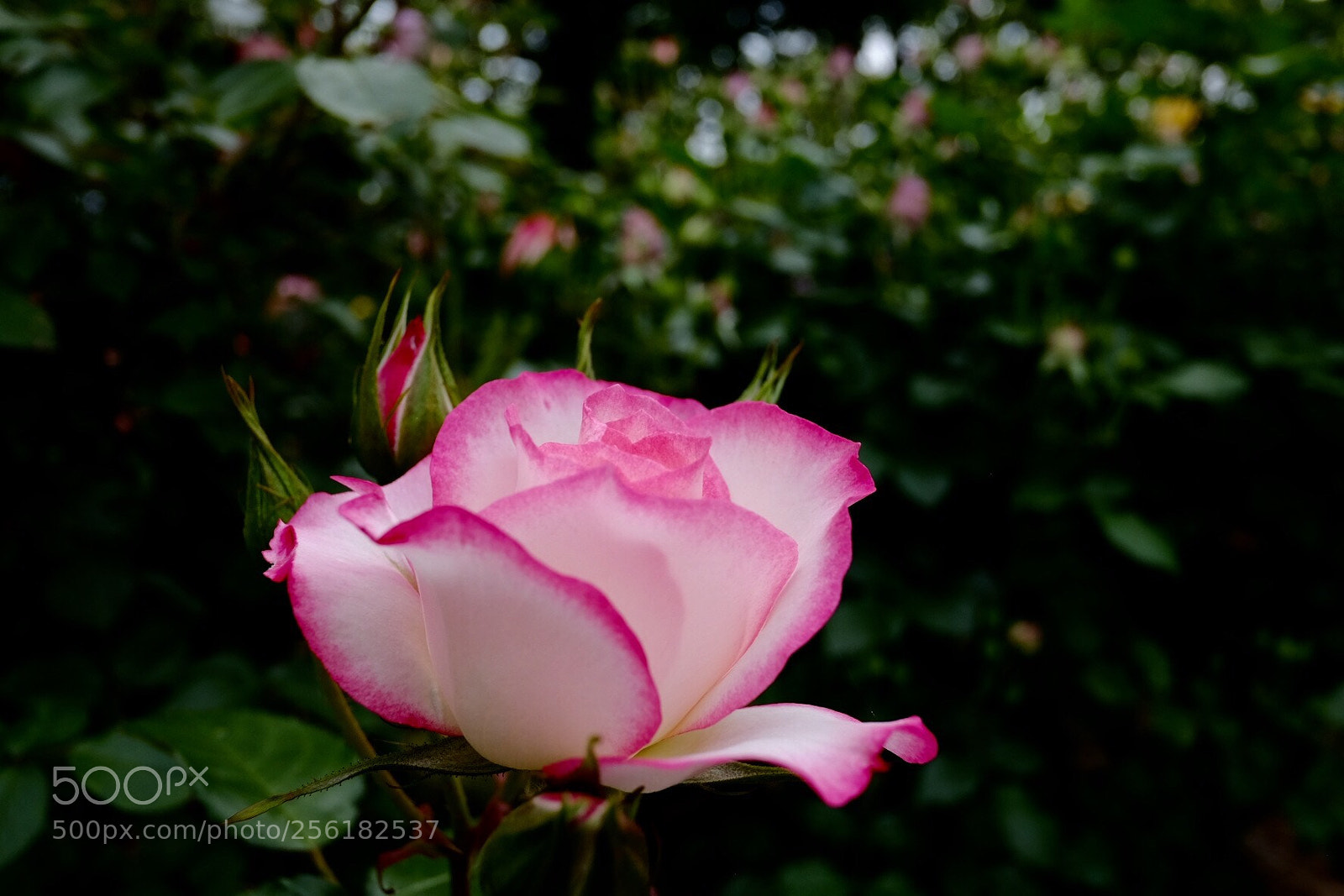 Fujifilm X-E2 sample photo. Rose photography