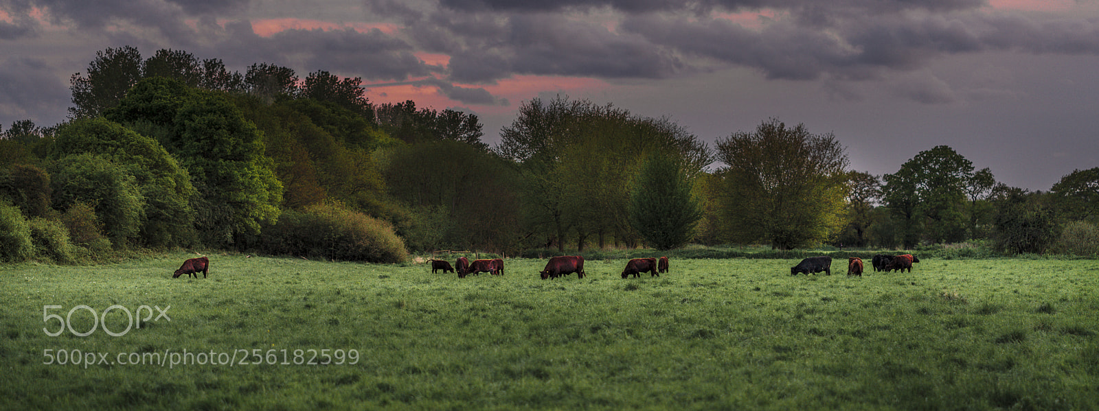 Sony a7R III sample photo. Cattle at dusk photography
