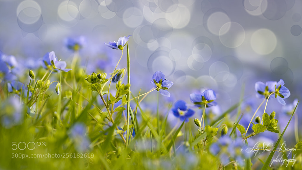 Nikon D810 sample photo. Splendid bleu photography