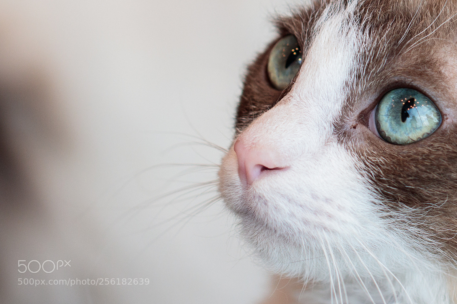 Canon EOS 80D sample photo. Wonder sparkles photography