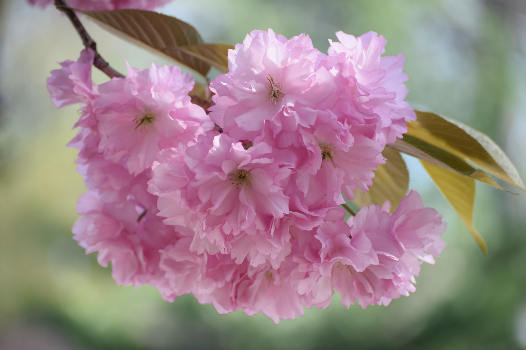 Nikon D5300 sample photo. "essence of pink..." photography