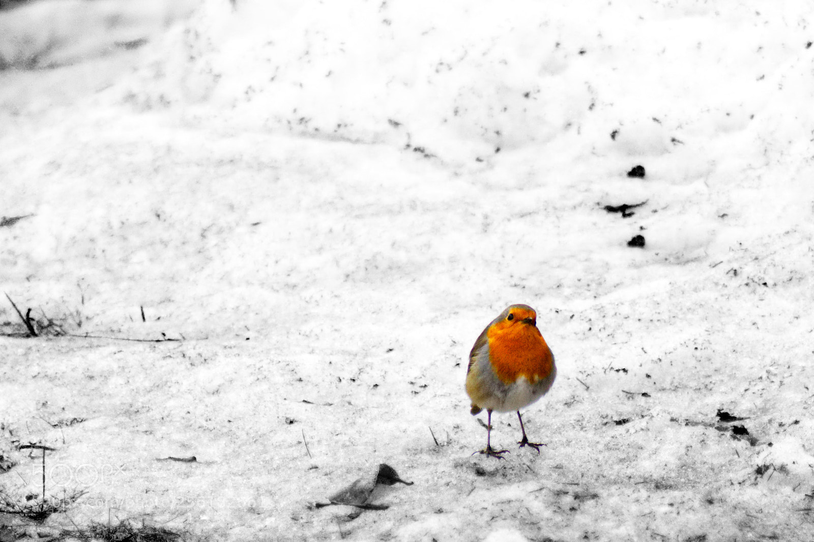 Canon EOS 600D (Rebel EOS T3i / EOS Kiss X5) sample photo. Staringbird photography