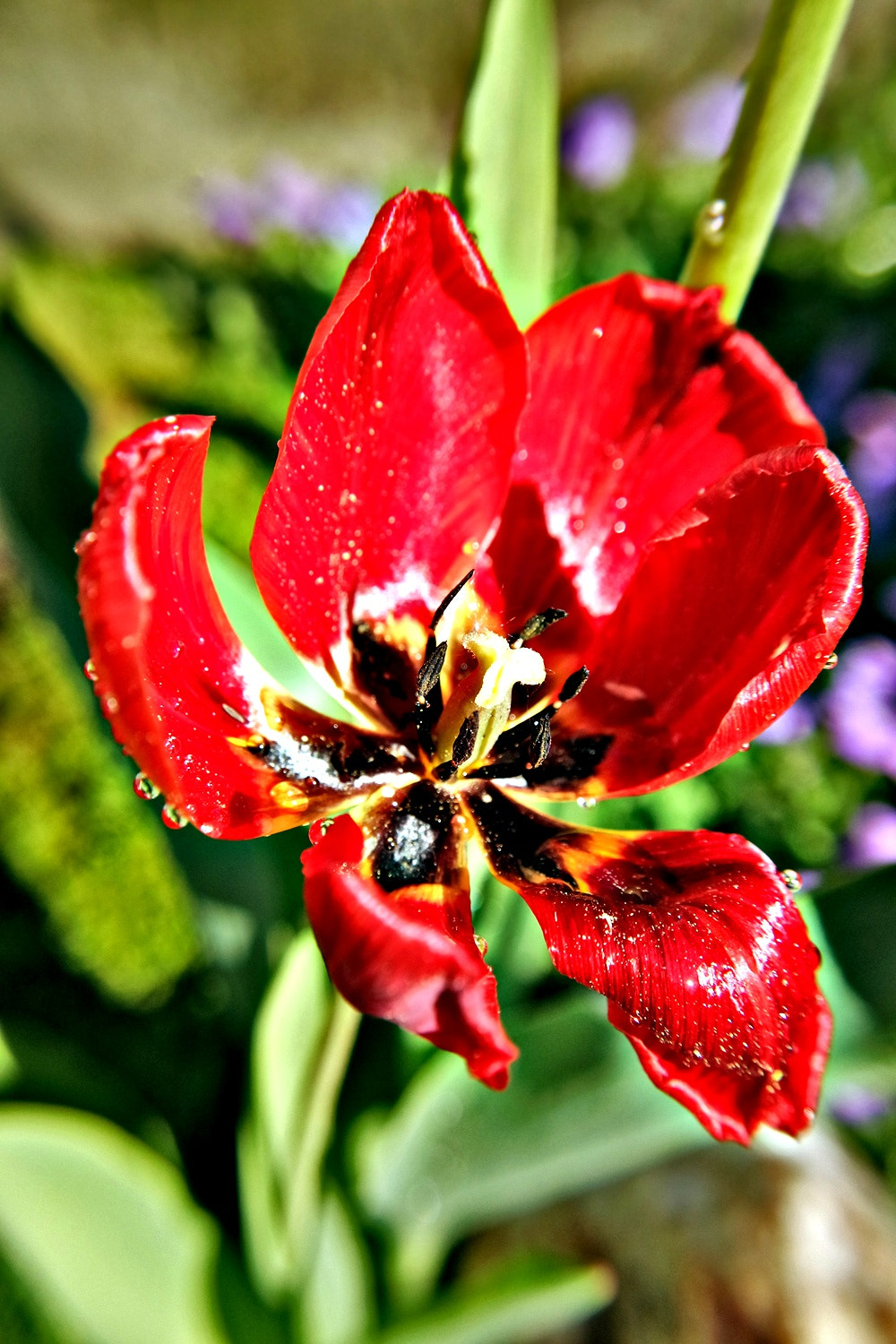 Samsung NX3300 sample photo. Red tulip photography