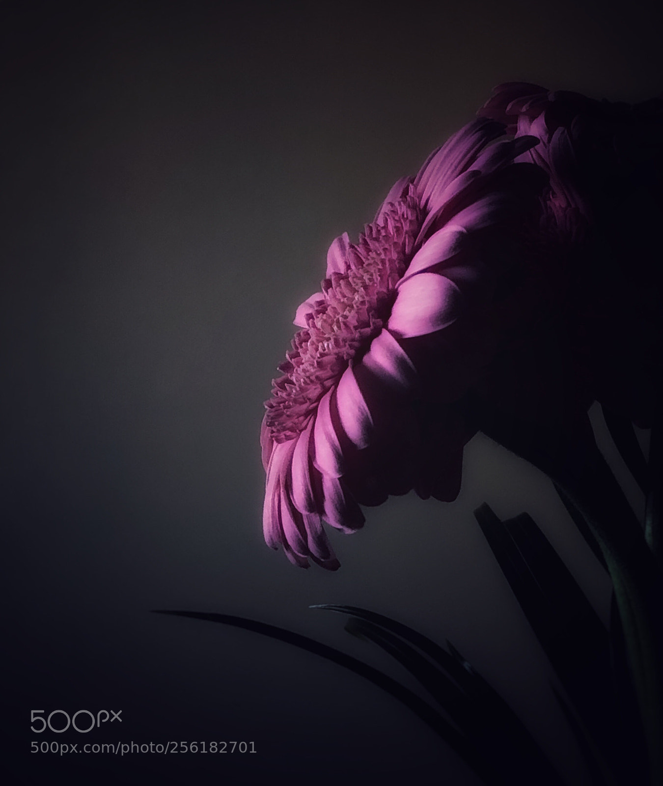 Apple iPhone 8 Plus sample photo. Pink daisy photography
