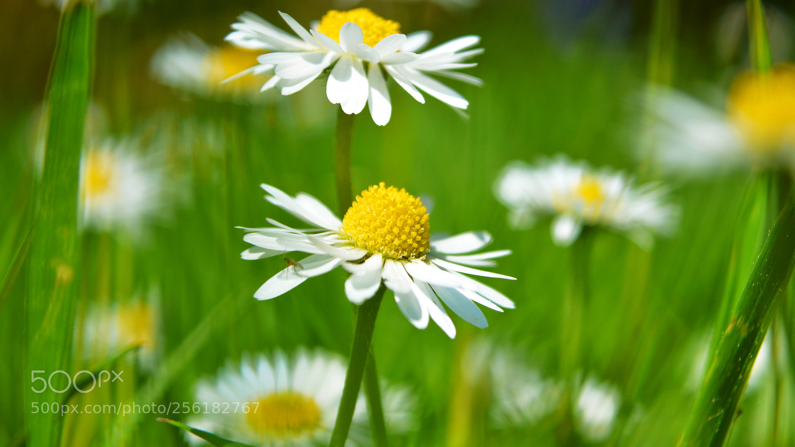 Nikon D3200 sample photo. Boterbloemen photography