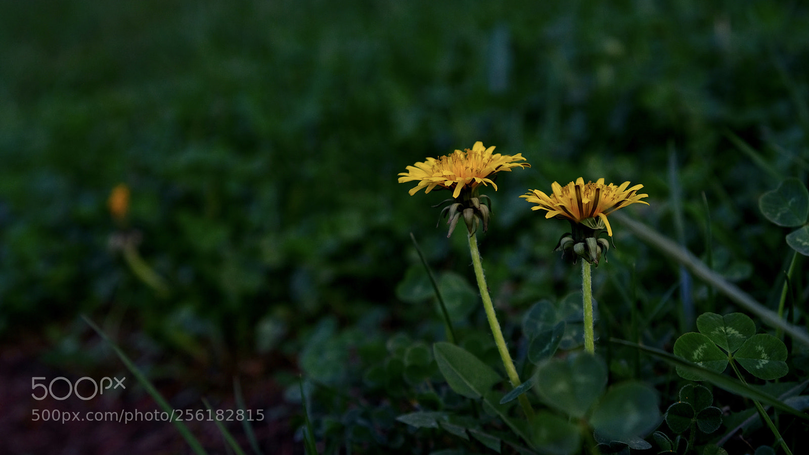 Fujifilm X-T2 sample photo. Dandelions  photography