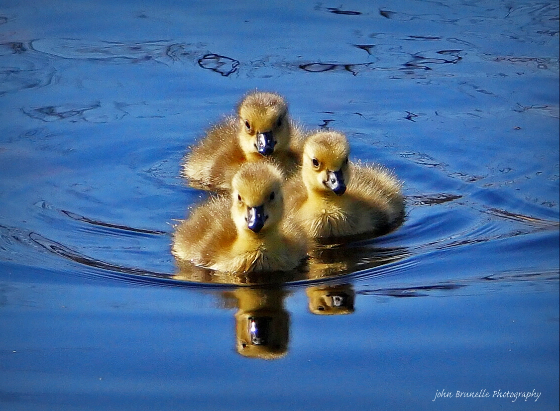 Samsung NX500 sample photo. Three goslings may 2 photography