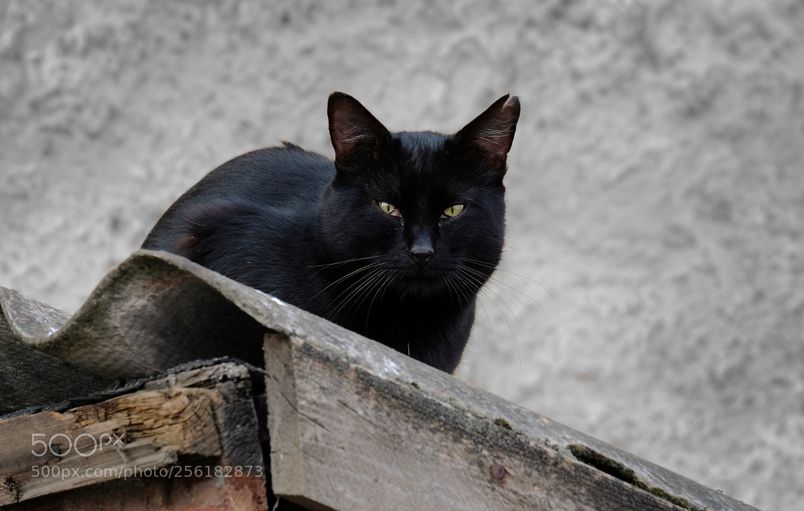Fujifilm X-T20 sample photo. Black cat torn ear photography