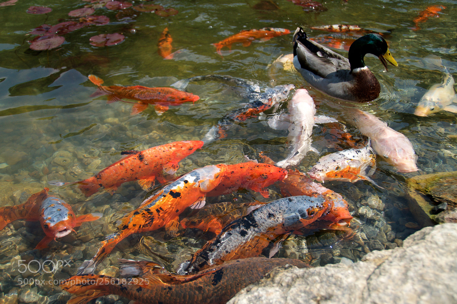 Nikon D5000 sample photo. Water crawd photography