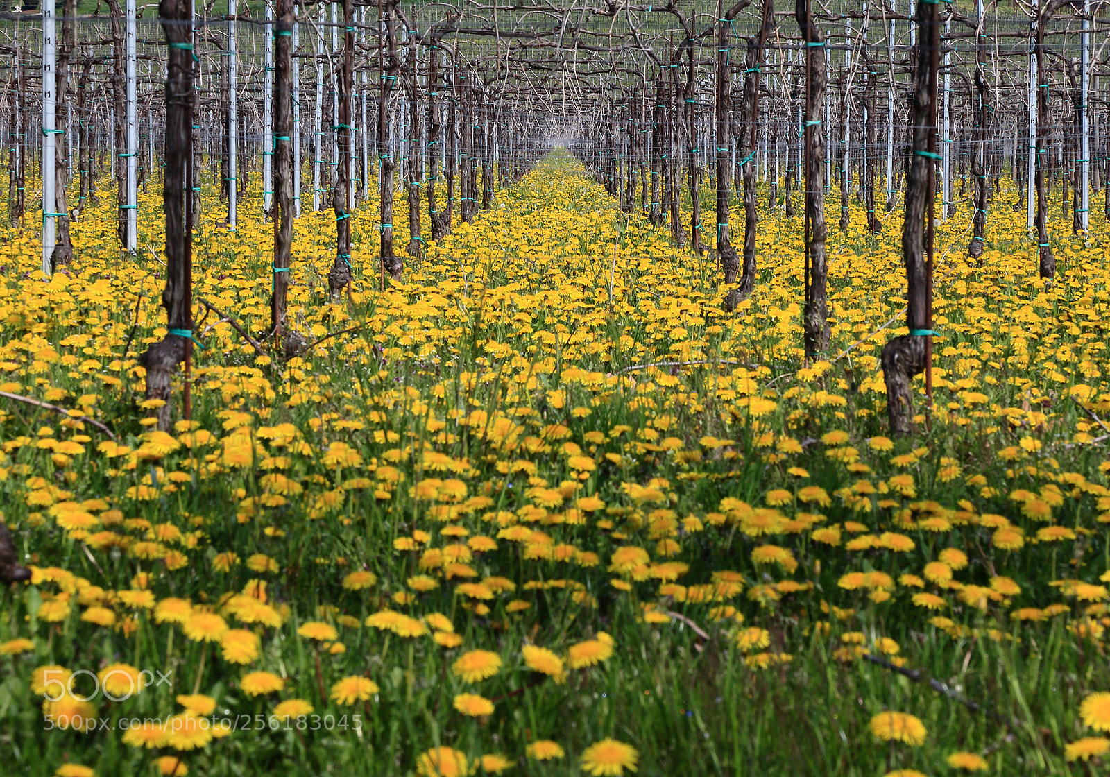 Canon EOS 6D sample photo. Yellow viewpoint photography