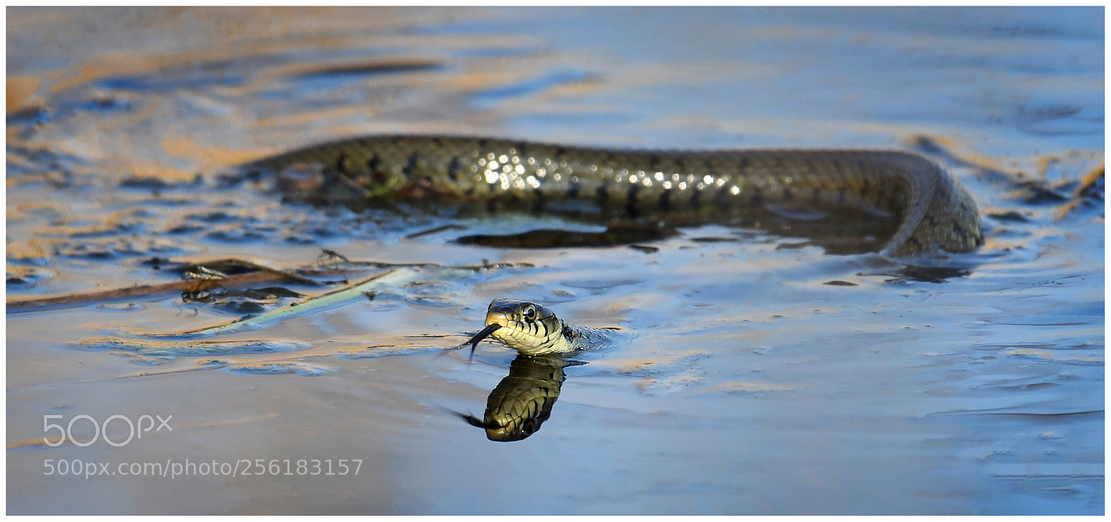 Nikon D500 sample photo. Grasssnake snake photography
