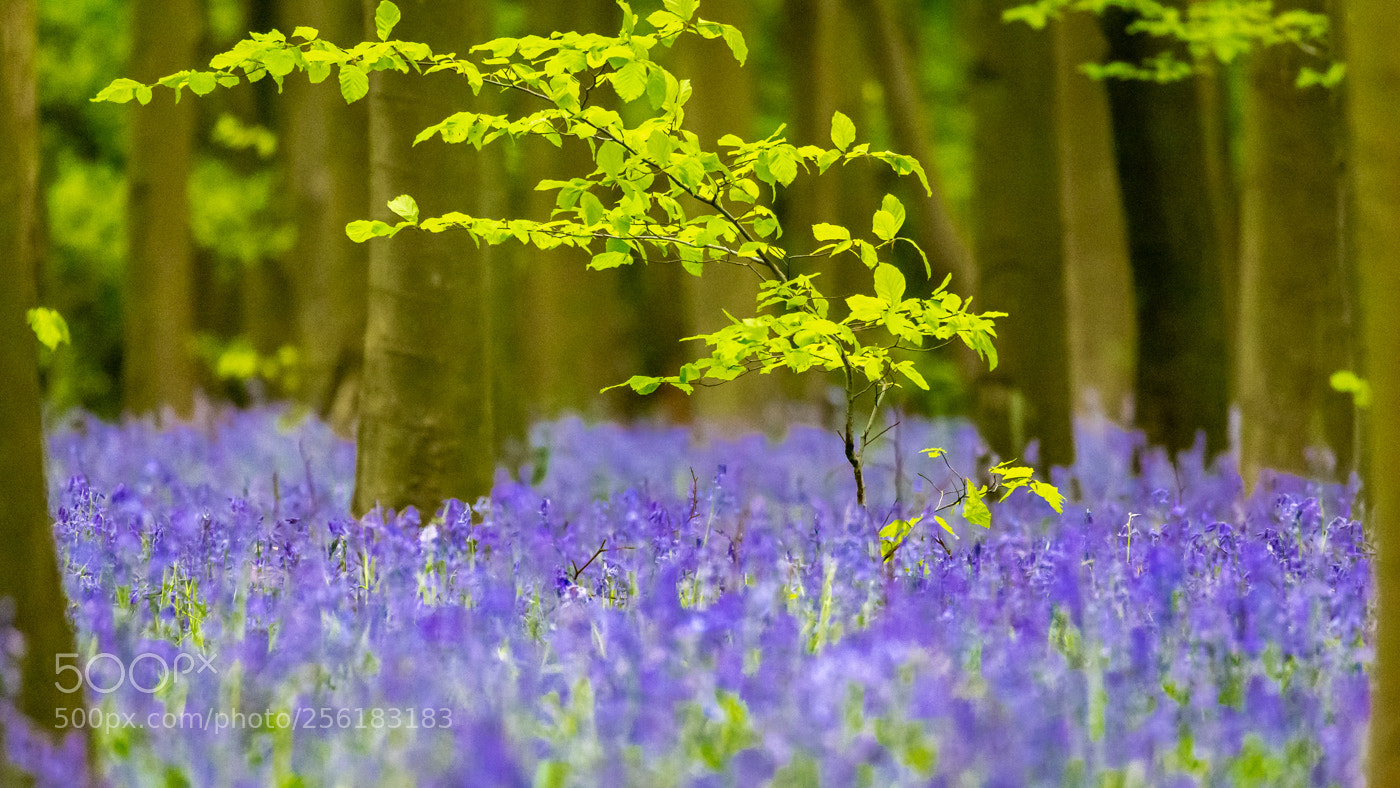 Canon EOS 6D sample photo. Beech among the bluebells photography