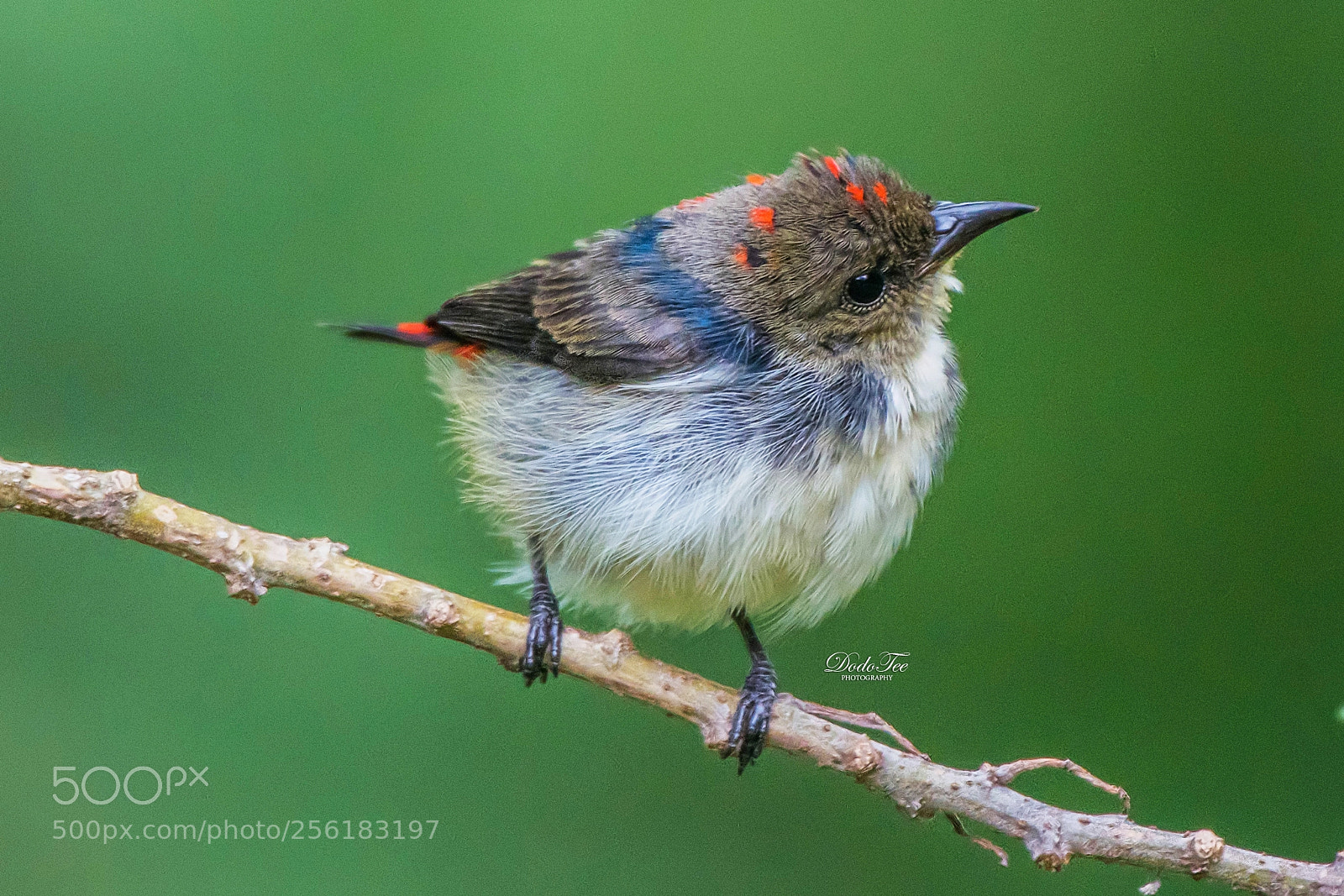 Nikon D500 sample photo. Scarlet-backed flowerpecker (juvenile) 2.5.2018 photography
