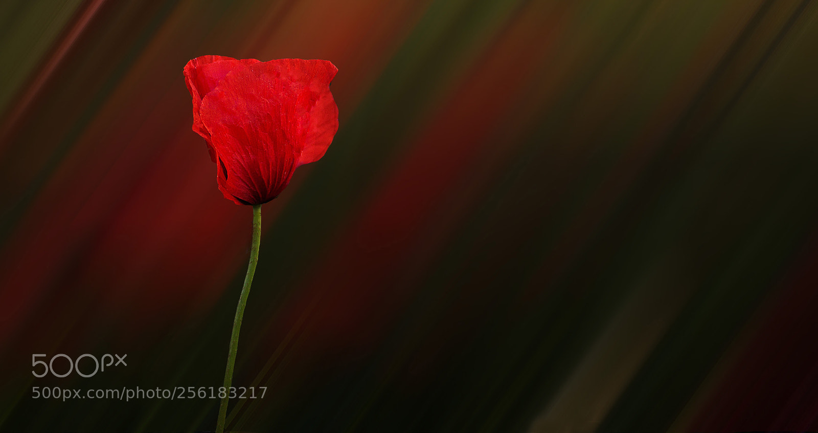 Canon EOS 600D (Rebel EOS T3i / EOS Kiss X5) sample photo. Poppy. photography