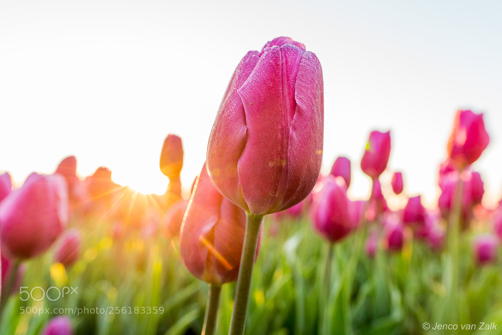 Nikon D800E sample photo. Tulip with backlight photography