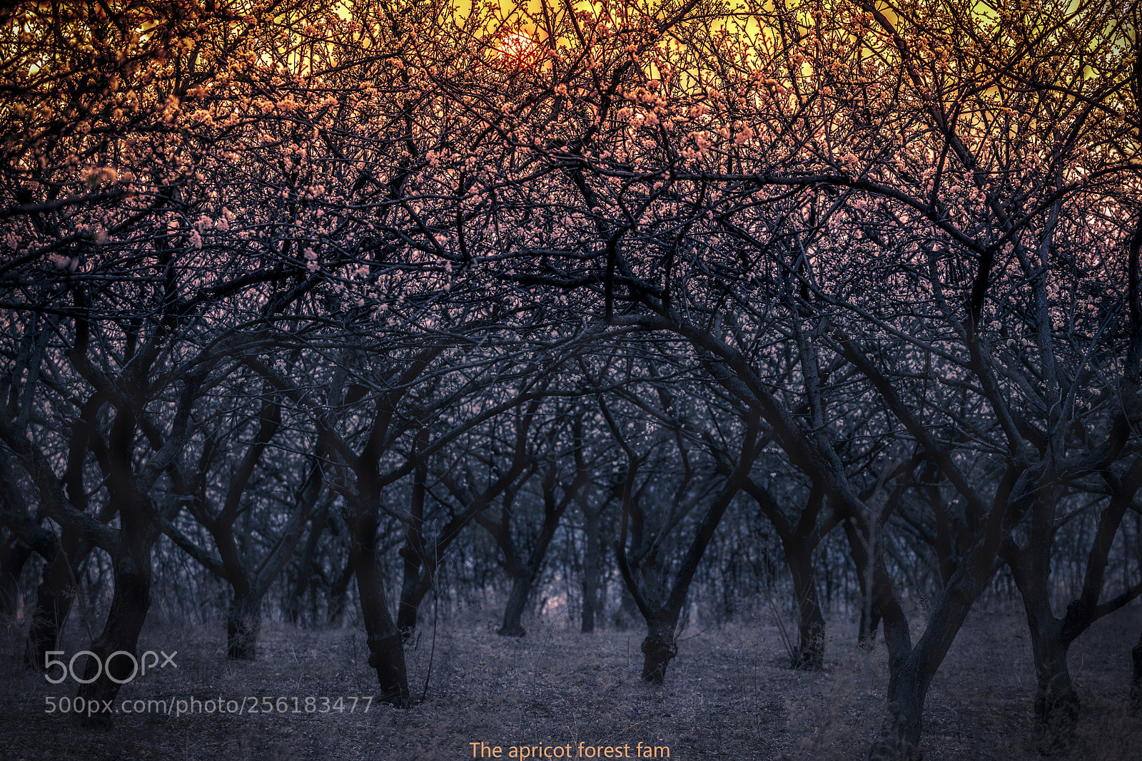 Sony a7R II sample photo. The apricot forest fam photography
