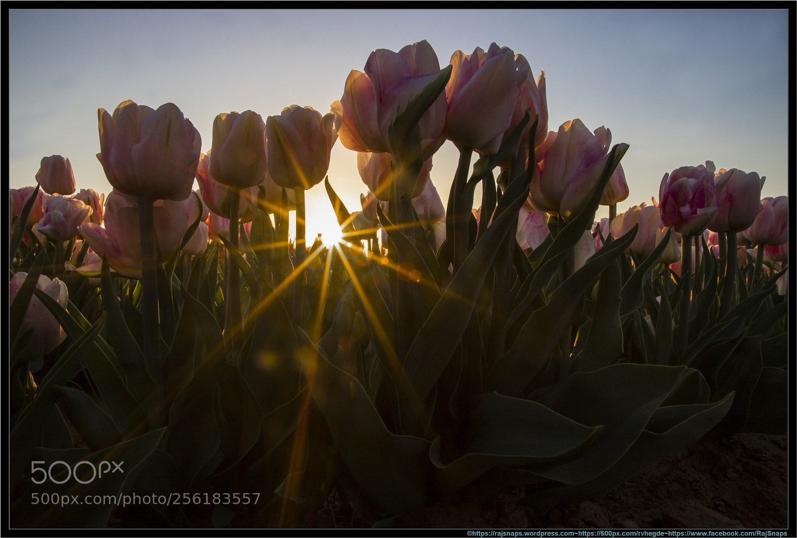 Canon EOS 6D Mark II sample photo. Sunrise amidst tulips photography