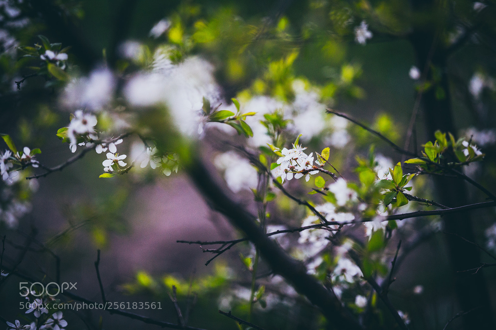 Canon EOS 6D sample photo. Spring photography