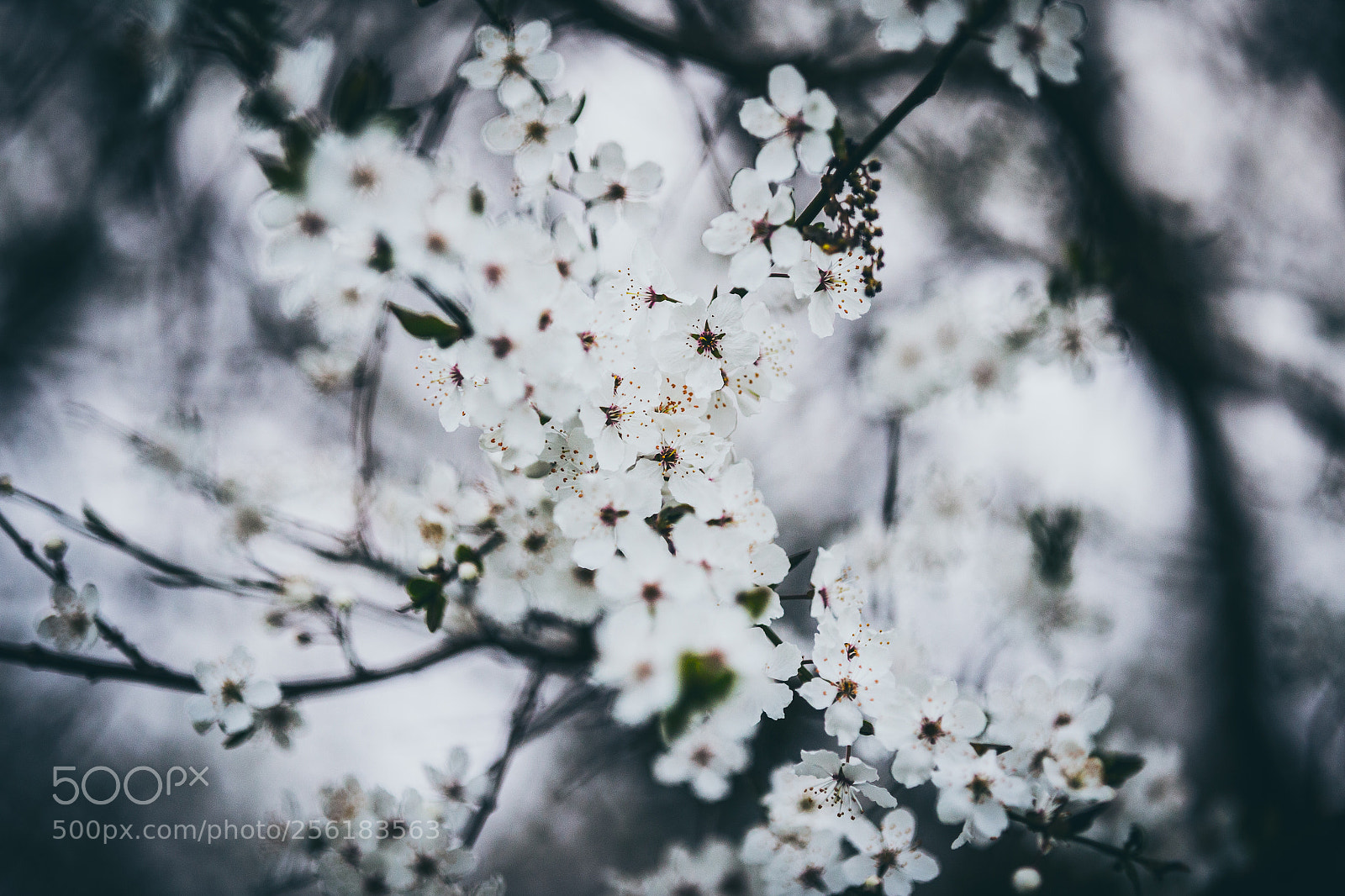 Canon EOS 6D sample photo. Flowers photography