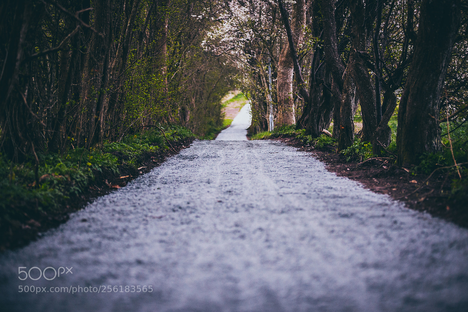Canon EOS 6D sample photo. Path photography