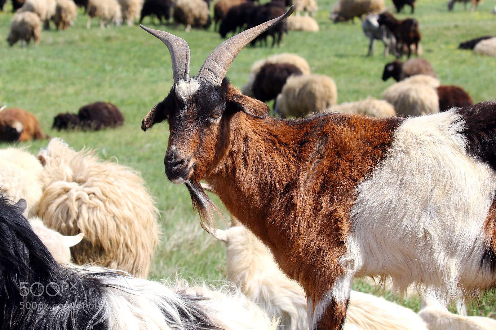 Canon EOS 7D Mark II sample photo. Goat portrait photography