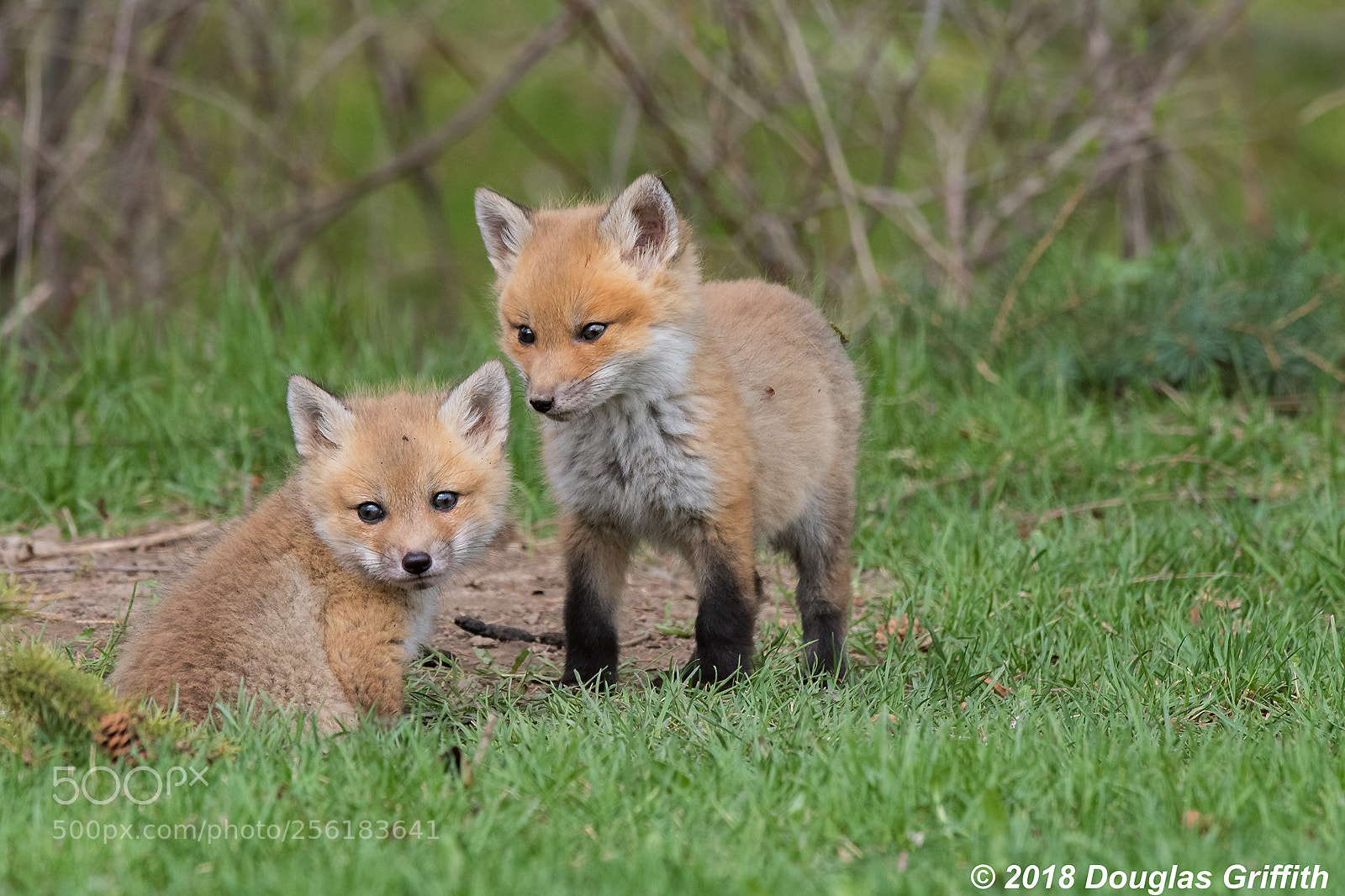 Nikon D500 sample photo. Siblings red fox kits photography