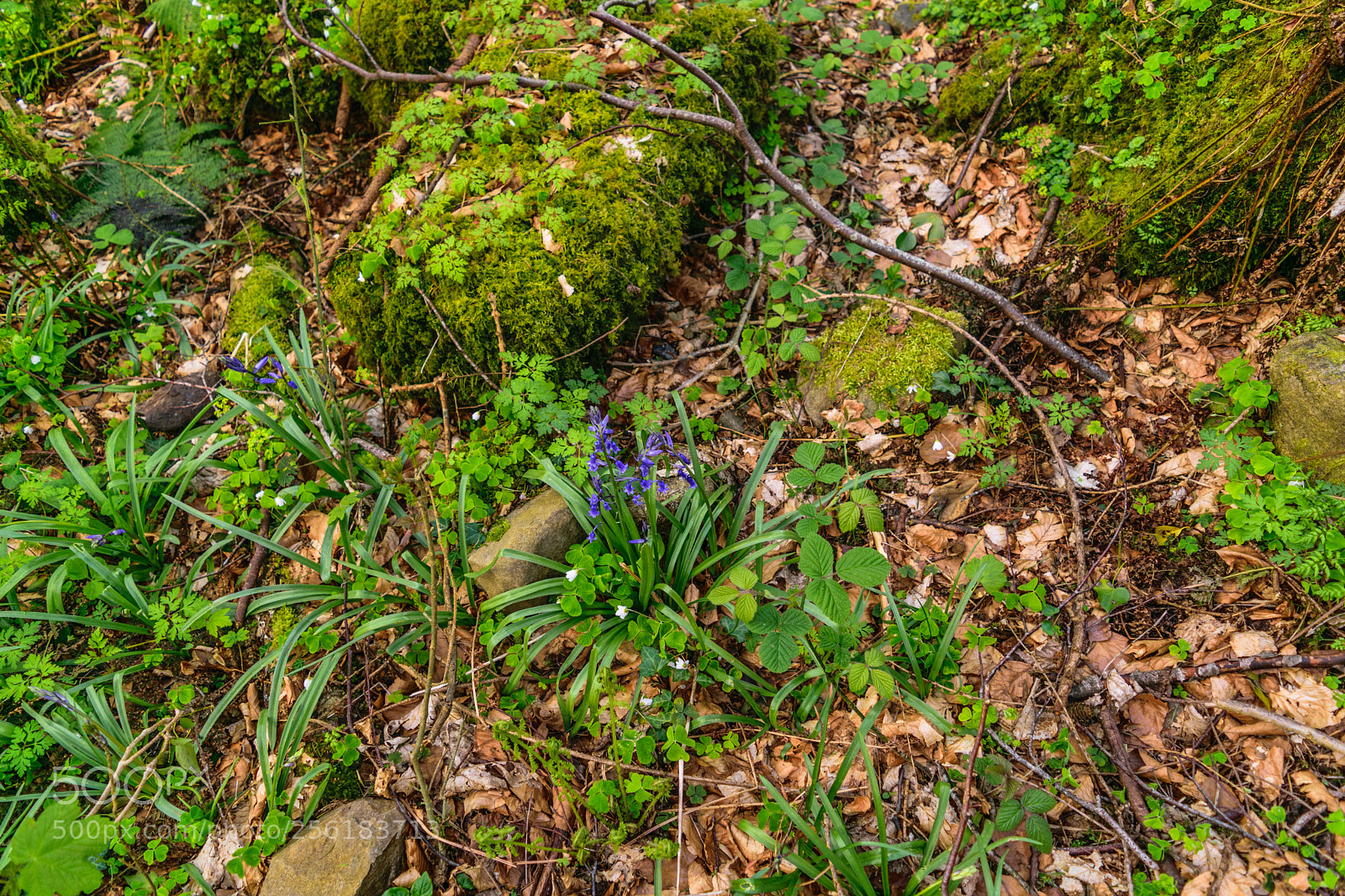 Nikon D5300 sample photo. At park photography