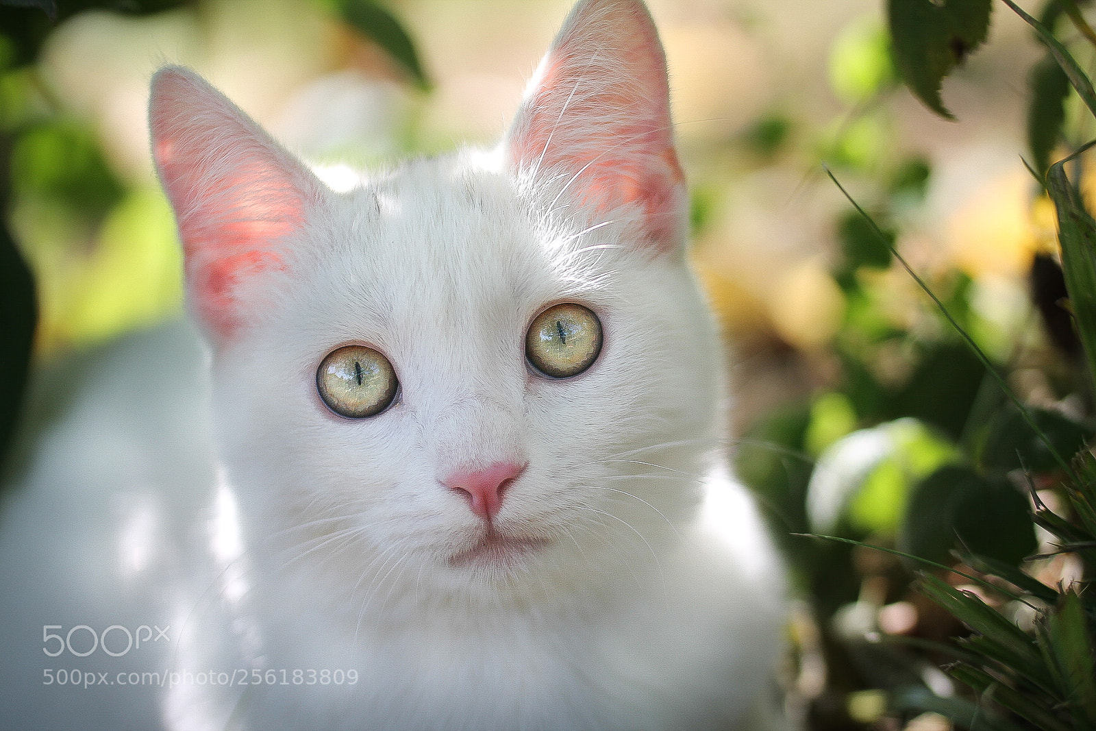 Canon EOS 1100D (EOS Rebel T3 / EOS Kiss X50) sample photo. Those magical green eyes... photography