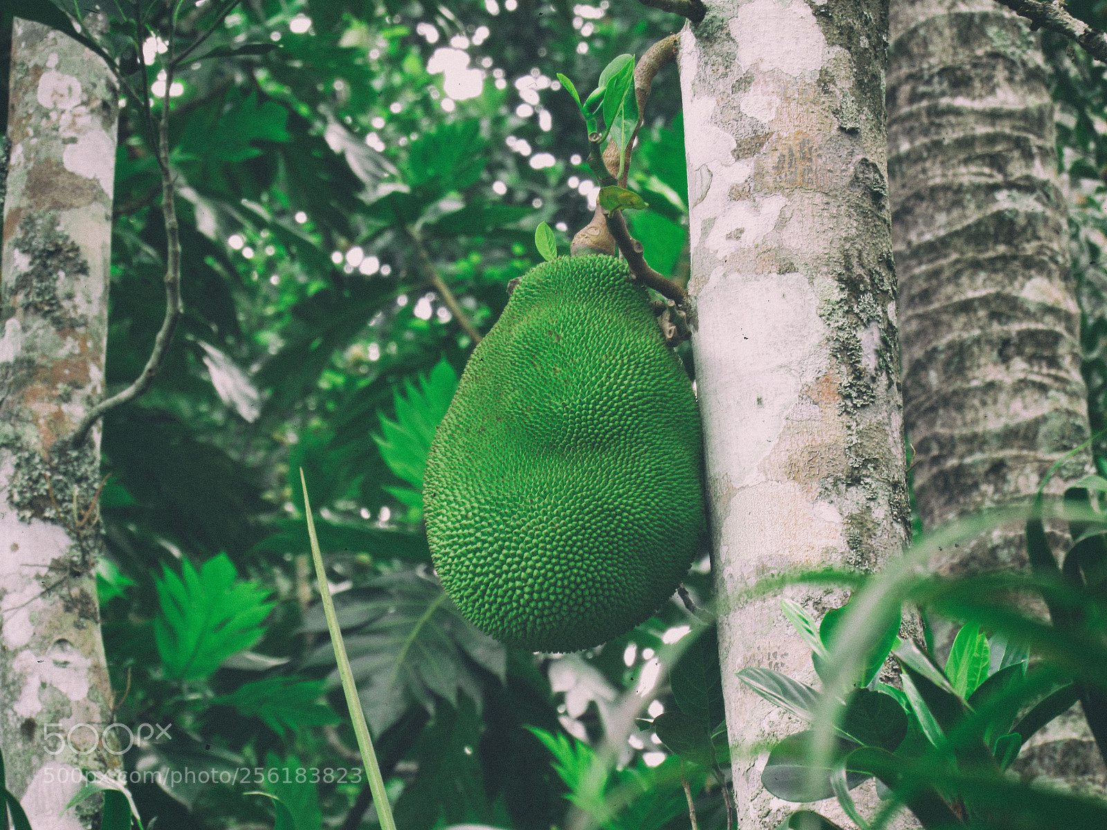 Canon PowerShot SX530 HS sample photo. Jackfruit - kerala's official photography