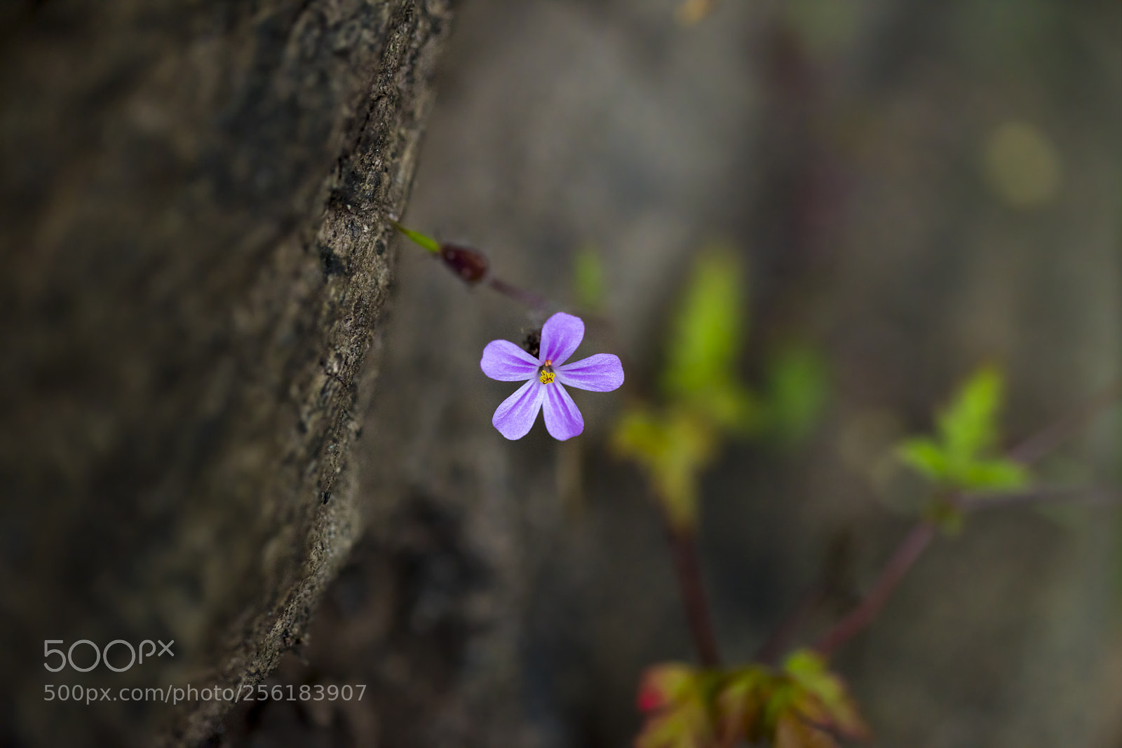 Sony a7R sample photo. Life finds a way photography